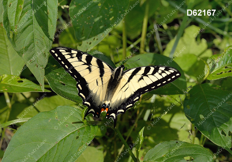 Eastern Tiger Swallowtail (Papilio glaucus)